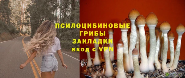 прущие грибы Армянск